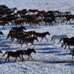 春節の「帰る」という感情——午年を前に語られる『馬の旅路』
