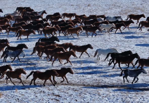 春節の「帰る」という感情——午年を前に語られる『馬の旅路』