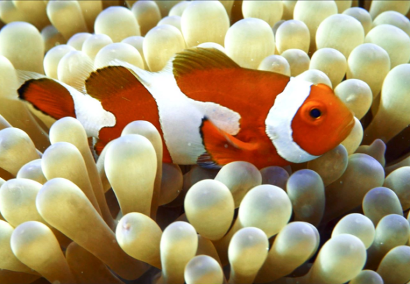 『Amazing Sansha』第7話：クマノミの群れ、女王不在でオスがメスに video poster