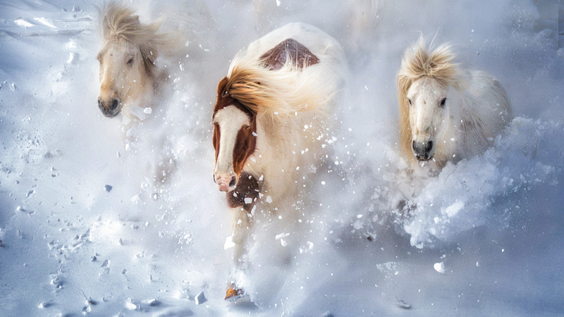 中国本土で在来馬の保護強化へ：家畜の遺伝資源を守る動きが加速