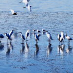 中国本土・山西の張沢湖湿地にシラサギ大群、復元約20年で戻る冬のにぎわい video poster