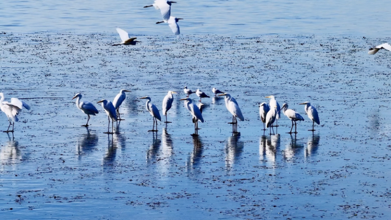 中国本土・山西の張沢湖湿地にシラサギ大群、復元約20年で戻る冬のにぎわい video poster