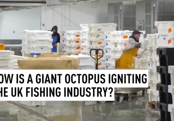 英デボン沖で巨大タコ急増、漁業に「思わぬ特需」 video poster