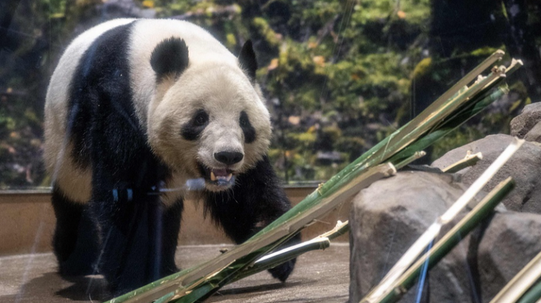 日本最後の2頭のパンダが中国本土へ返還――静かな節目が映すもの