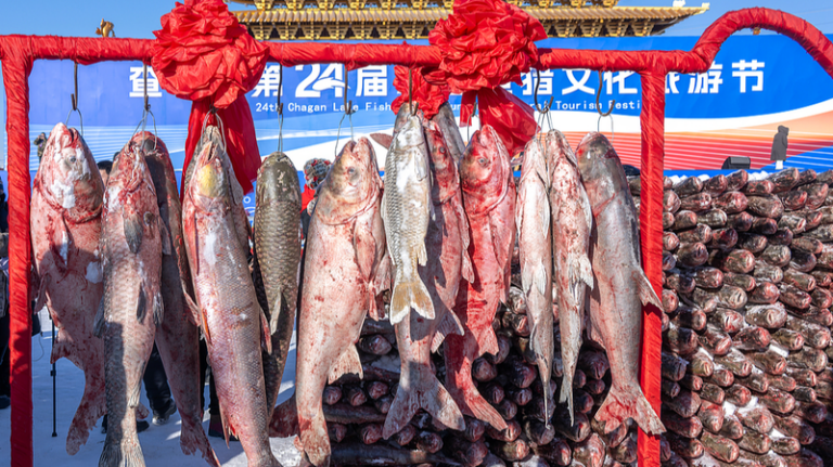 中国本土・吉林の査干湖で冬の漁祭開幕、「初獲り魚」が記録的落札