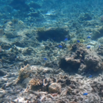 2025年、海が蓄えた熱が過去最大に：23ゼタジュールが示す気候の現在地