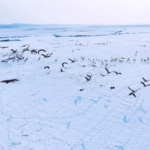 山西・河津の黄河湿地にハイイロヅル約1000羽　雪化粧の水辺に集う video poster