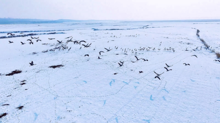 山西・河津の黄河湿地にハイイロヅル約1000羽　雪化粧の水辺に集う video poster