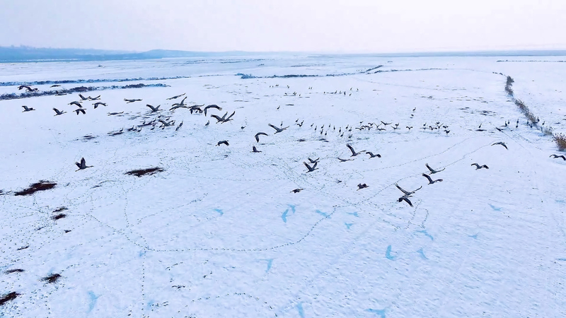 山西・河津の黄河湿地にハイイロヅル約1000羽　雪化粧の水辺に集う video poster