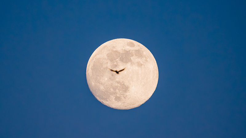 2026年最初のスーパームーン今夜、しぶんぎ座流星群は明日4日ごろ極大へ