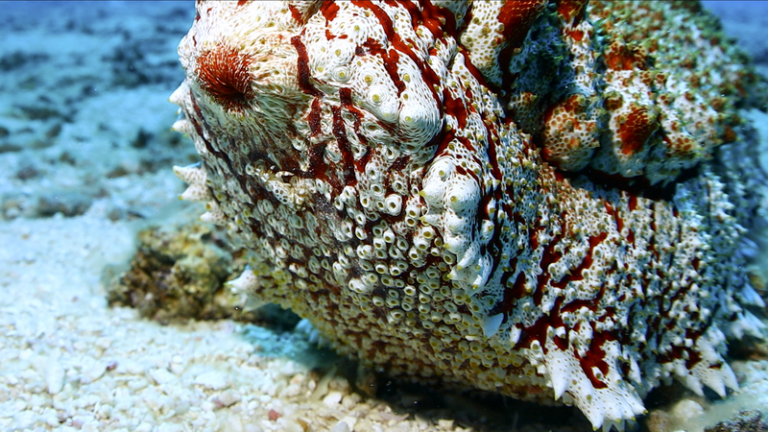 「Amazing Sansha Series」第5話で注目：巨大なアナクスナマコの暮らし video poster