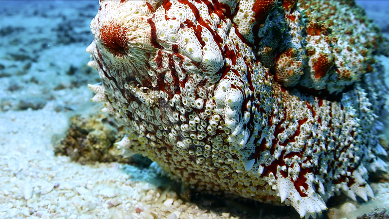 「Amazing Sansha Series」第5話で注目：巨大なアナクスナマコの暮らし video poster