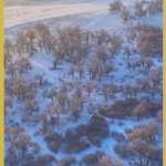 内モンゴル・エジナ旗、聖なるユーフラテスポプラが雪で“冬の夢景色”に video poster