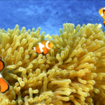 南シナ海のクマノミ、イソギンチャクと共生する理由——Amazing Sansha第6回 video poster