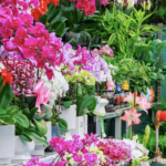 春節前、新疆明珠花卉市場が最盛期に　蘭やバラでにぎわう video poster