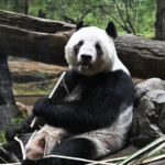 上野動物園の双子パンダ最終公開日、別れ惜しむ人波　27日に中国本土へ