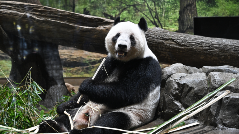 上野動物園の双子パンダ最終公開日、別れ惜しむ人波　27日に中国本土へ