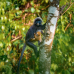中国本土・雲南で黄金色の赤ちゃんラングール目撃　絶滅危惧種の「新しい命」 video poster