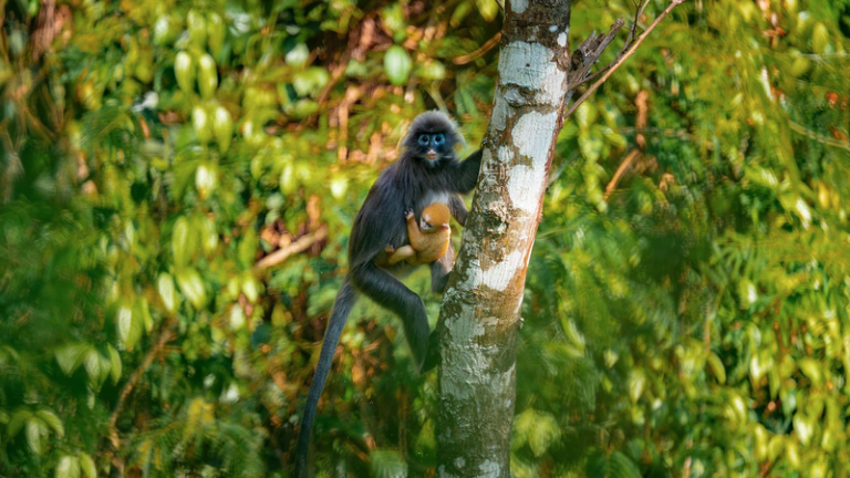 中国本土・雲南で黄金色の赤ちゃんラングール目撃　絶滅危惧種の「新しい命」 video poster