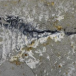 中国本土の新化石群「華苑生物群」—最古級の大量絶滅後の海を描き直す