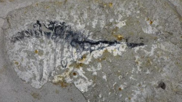 中国本土の新化石群「華苑生物群」—最古級の大量絶滅後の海を描き直す