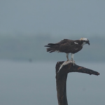 中国本土・浙江の湿地でスマート監視　希少な渡り鳥の保護が前進 video poster