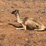 北部ケニア干ばつ、牧畜民の「移動」が命綱に——食料危機が深刻化