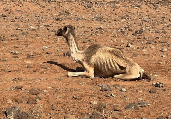 北部ケニア干ばつ、牧畜民の「移動」が命綱に——食料危機が深刻化