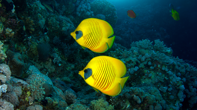 サンゴ礁が海の微生物の「1日」を刻む？紅海アカバ湾の新研究