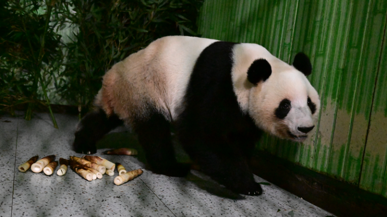 日本最後のジャイアントパンダ2頭、中国本土へ帰還——半世紀超の“パンダの時間”が区切りに