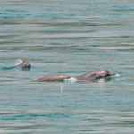 中国、長江のスナメリ保護を10年強化へ　2026-2035行動計画を公表