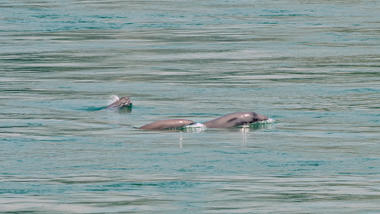 中国、長江のスナメリ保護を10年強化へ　2026-2035行動計画を公表