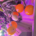 天宮で“春節トマト”収穫　神舟21号、軌道上菜園の成果