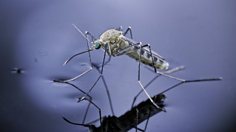蚊が「天然忌避剤」を避ける鍵受容体を特定、次世代の蚊対策へ