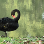 雲南省の都市公園、黒鳥が教える「動物が先住者」という感覚 video poster