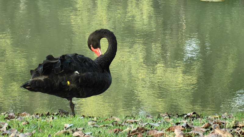 雲南省の都市公園、黒鳥が教える「動物が先住者」という感覚 video poster