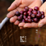 雲南コーヒーの収穫期はいま：11〜3月、赤い実を一粒ずつ手摘み