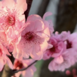 綿陽・西山公園に紅梅の赤　花より人がつくる“春のにぎわい” video poster