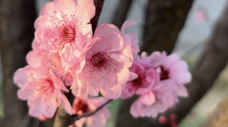 綿陽・西山公園に紅梅の赤　花より人がつくる“春のにぎわい” video poster