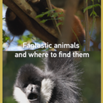 中国本土・雲南の森で出会う希少動物　普洱サンリバー森林公園のいま video poster