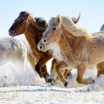 雪原を駆ける馬たち—中国本土シリンゴル草原、冬の調教風景が春節前を彩る video poster