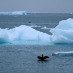 AP世論調査：米国の約7割、グリーンランド「掌握」に反対