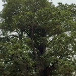 キンシャサ中心部の“最後のバオバブ”を守れ：活動家が保存を訴え video poster