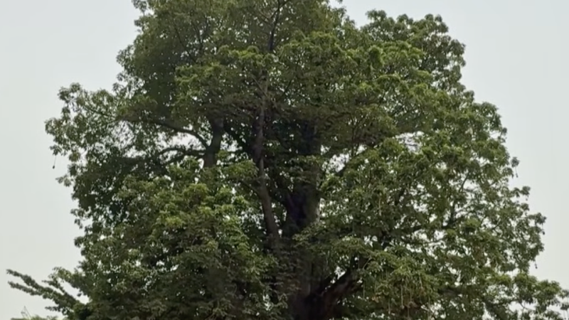 キンシャサ中心部の“最後のバオバブ”を守れ：活動家が保存を訴え video poster