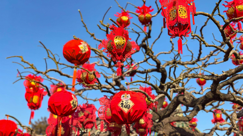 習近平主席、米アイオワの友人に春節カード　交流と協力への思いを強調