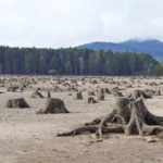 IPBES国際報告書：成長最優先の経済が生物多様性損失を加速と警告