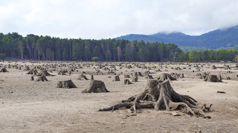 IPBES国際報告書：成長最優先の経済が生物多様性損失を加速と警告