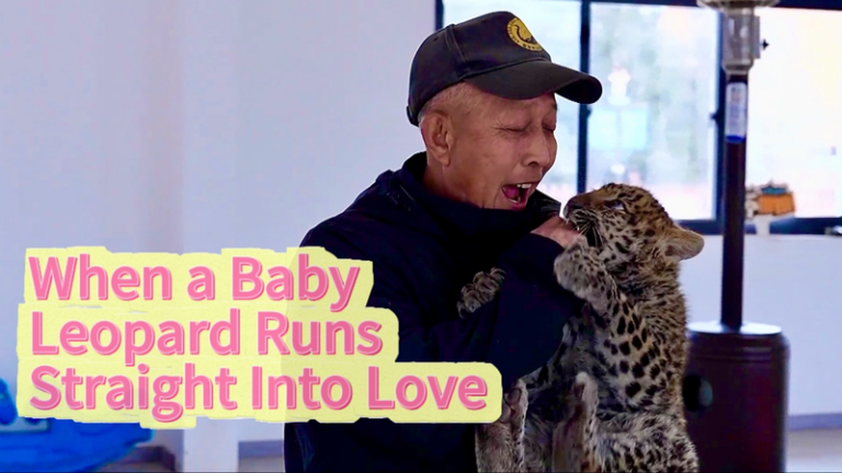 ヒョウの赤ちゃんが飼育員の腕へ一直線、中国本土SNSで話題に video poster