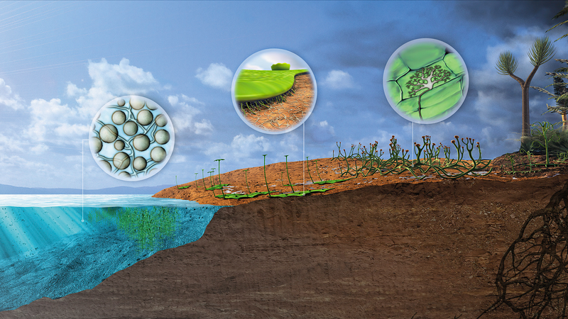 陸上植物の大拡大は4億5500万年前？中国科学院主導研究が新証拠