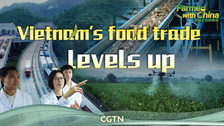 ベトナムのキャッサバ産業が「世界仕様」へ：中国本土との協力で食料貿易が進化 video poster